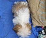 Small #2 Shih Tzu