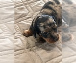 Puppy Puppy 2 Dachshund