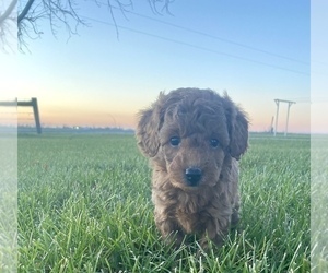 Goldendoodle (Miniature) Puppy for sale in ARCOLA, IL, USA