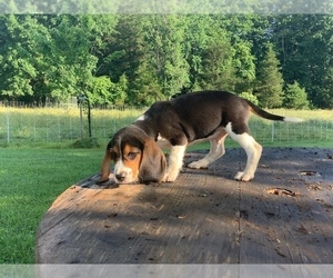 Beagle Puppy for Sale in STANARDSVILLE, Virginia USA