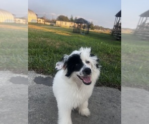 Chinese Crested Puppy for sale in ALVIN, TX, USA