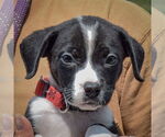 Small #4 Border Collie Mix