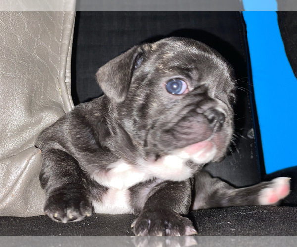 Medium Photo #32 French Bulldog Puppy For Sale in NEWARK, NJ, USA