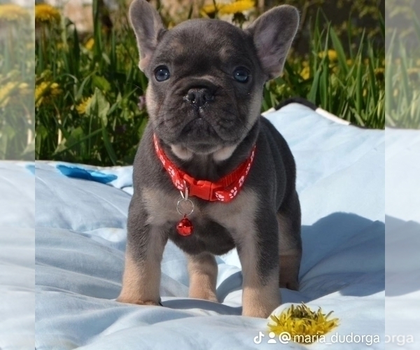 Medium Photo #1 French Bulldog Puppy For Sale in PALM BEACH, FL, USA