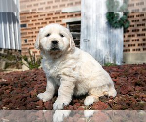 Medium English Cream Golden Retriever