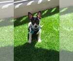 Small #5 Chihuahua Mix