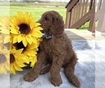 Small Photo #5 Goldendoodle Puppy For Sale in DELAWARE, OH, USA
