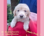 Puppy Biddy Golden Retriever