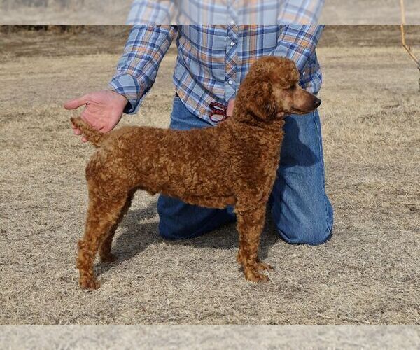Medium Photo #1 Poodle (Miniature) Puppy For Sale in HUTCHINSON, KS, USA