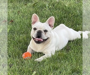 Father of the French Bulldog puppies born on 08/09/2025