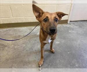 Mutt Dogs for adoption in Texas City, TX, USA