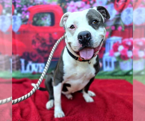 Medium Photo #5 Mutt Puppy For Sale in Long Beach, CA, USA