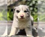 Small #4 Border Collie