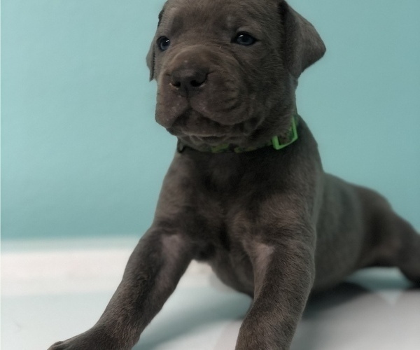 Medium Photo #1 Cane Corso Puppy For Sale in AMARILLO, TX, USA