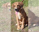 Small Photo #2 Retriever -Unknown Mix Puppy For Sale in Prattville, AL, USA