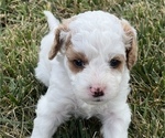 Small Photo #7 Cavapoo Puppy For Sale in REEDS SPRING, MO, USA