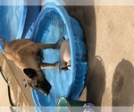 Small Photo #7 Belgian Malinois Puppy For Sale in HARKER HEIGHTS, TX, USA