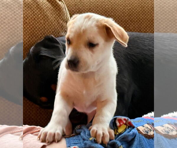 Medium Photo #2 Mutt Puppy For Sale in Minneapolis, MN, USA