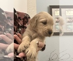 Small Photo #5 Golden Retriever Puppy For Sale in BROOKSVILLE, FL, USA