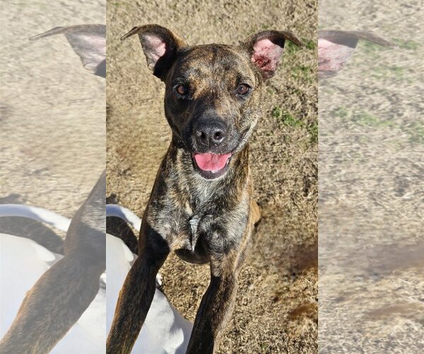 Medium Photo #12 Dutch Shepherd -Plott Hound Mix Puppy For Sale in McKinney, TX, USA