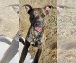 Small Photo #12 Dutch Shepherd -Plott Hound Mix Puppy For Sale in McKinney, TX, USA