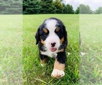Small Photo #3 Bernese Mountain Dog Puppy For Sale in WAVERLY, IA, USA