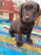 Labradoodle-Labrador Retriever Mix Puppy for sale in ALTON, MO, USA