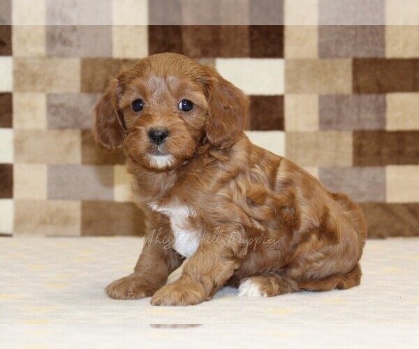 Medium Photo #4 Cavapoo (Miniature) Puppy For Sale in DENVER, PA, USA