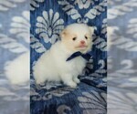 Small Photo #2 Pomeranian Puppy For Sale in LANCASTER, PA, USA