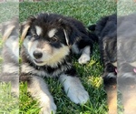 Small Photo #18 German Shepherd Dog-Siberian Husky Mix Puppy For Sale in JURUPA VALLEY, CA, USA