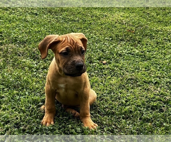 Medium Photo #4 Cane Corso Puppy For Sale in FREDERICKSBURG, VA, USA