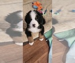 Small #1 Bernese Mountain Dog
