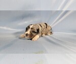 Small #4 Bernedoodle (Miniature)