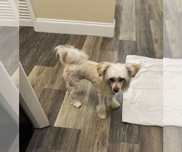 Medium Photo #4 Mutt Puppy For Sale in Plantation, FL, USA