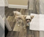 Small #3 Mutt