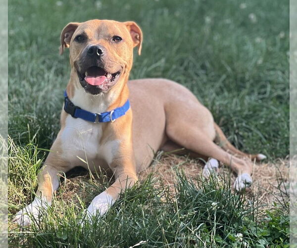 Medium Photo #24 Black Mouth Cur-Unknown Mix Puppy For Sale in New York, NY, USA
