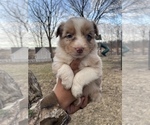 Small #1 Australian Shepherd
