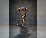Poppy - Female Jack Chi Dog for Adoption - Small photo