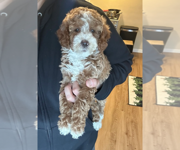 Medium Photo #1 Goldendoodle (Miniature) Puppy For Sale in MILWAUKEE, WI, USA