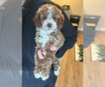 Small Goldendoodle (Miniature)