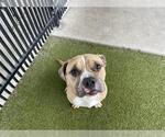 Small Photo #2 American Pit Bull Terrier Puppy For Sale in Waco, TX, USA