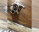Small Photo #2 English Bulldog Puppy For Sale in EAST HAVEN, CT, USA
