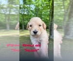 Small Photo #3 Goldendoodle Puppy For Sale in WINFIELD, TN, USA