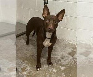 Border Collie-Unknown Mix Dogs for adoption in San Andreas, CA, USA