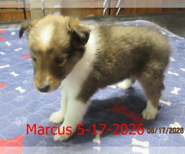 Medium Photo #3 Shetland Sheepdog Puppy For Sale in SOLON, ME, USA