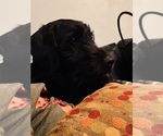 Small #7 Labradoodle-Labrador Retriever Mix