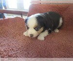 Small Photo #10 Australian Shepherd Puppy For Sale in AUBURN, IN, USA