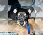 Small #18 American Staffordshire Terrier-Chihuahua Mix