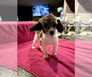 Poodle (Toy) Puppy for sale in LOOGOOTEE, IN, USA