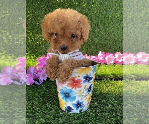 Medium Photo #10 Poodle (Toy) Puppy For Sale in TAMPA, FL, USA
